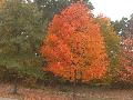 Sugar Maple